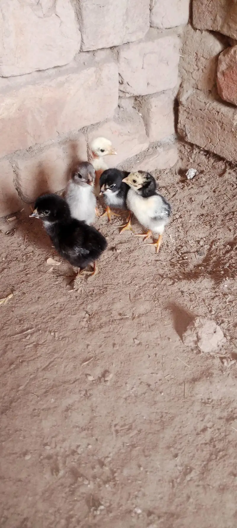Aseel Chicks For Sale — photo 7