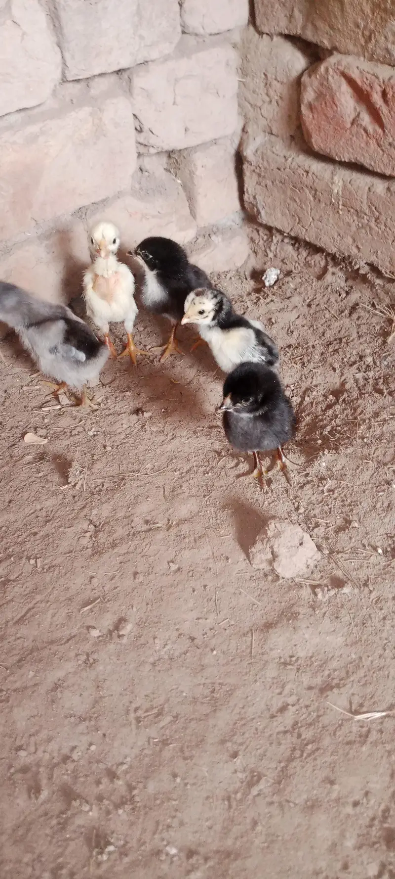 Aseel Chicks For Sale — photo 8