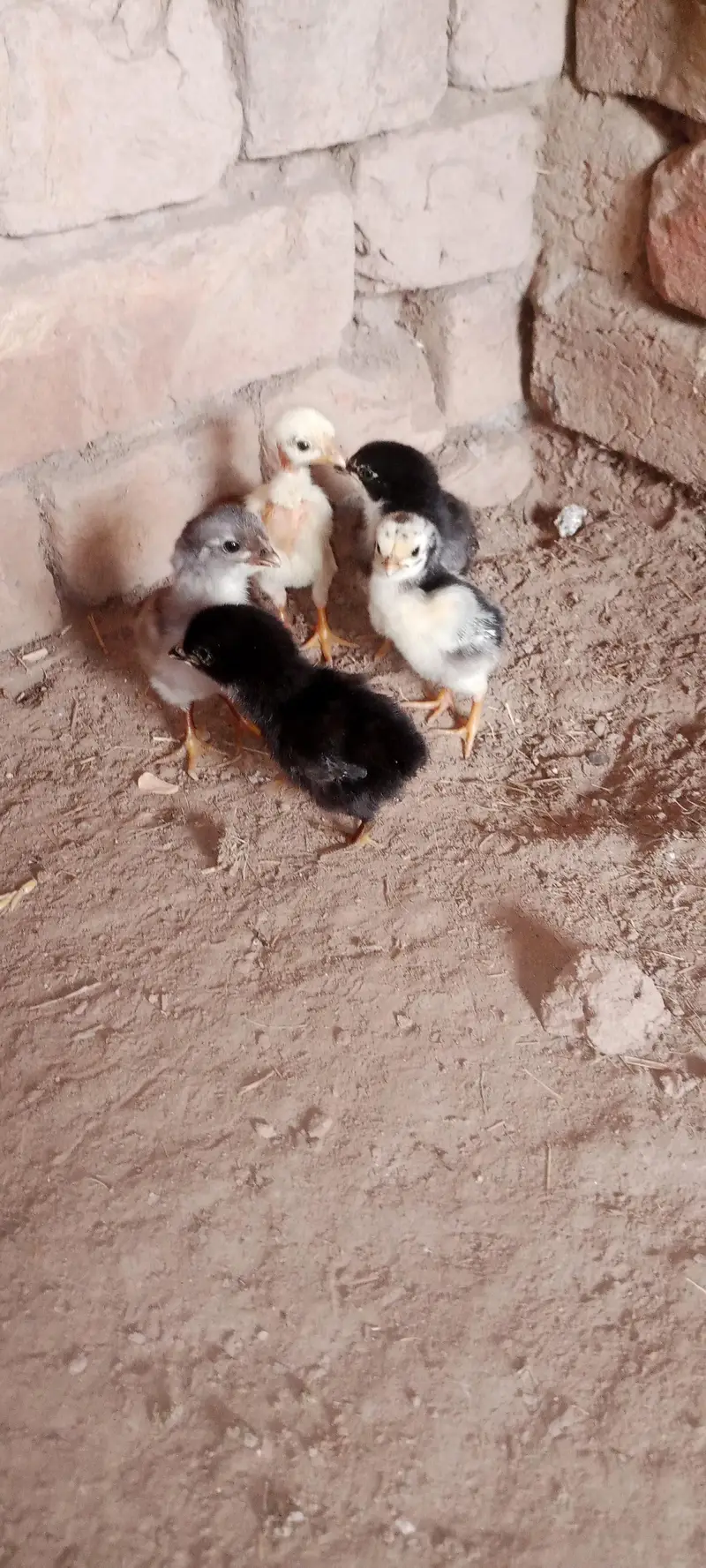 Aseel Chicks For Sale — photo 9