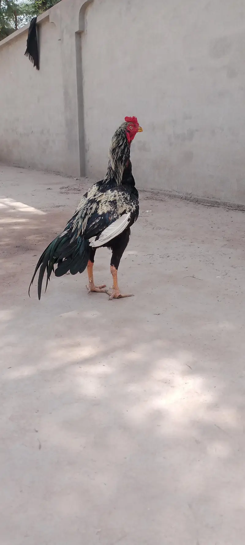 Aseel Chicks For Sale — photo 12