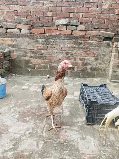 pure Pakistani Mianwali nasal ki Madi hai eye per ai hai