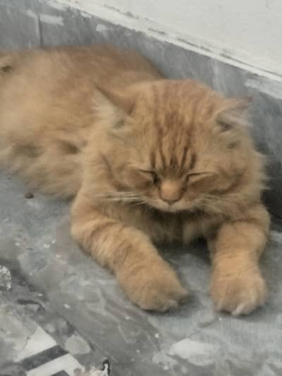 Cat For Free