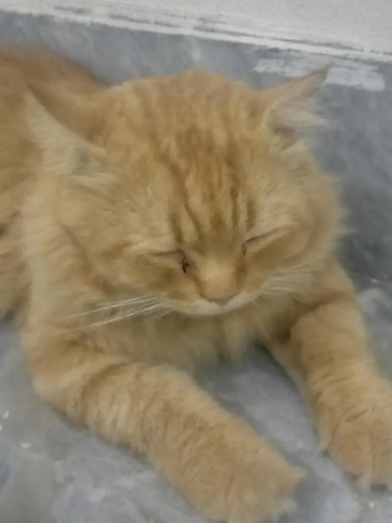 Cat For Free — photo 2