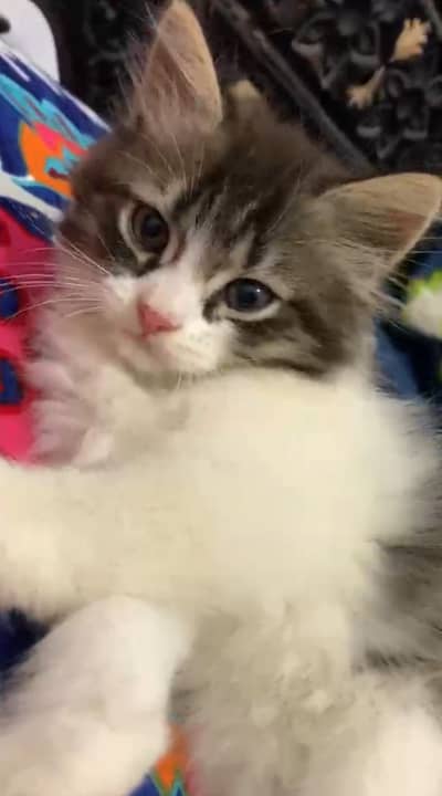 Kitten For Sale
