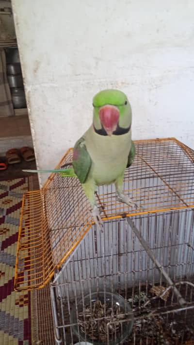Green parrot