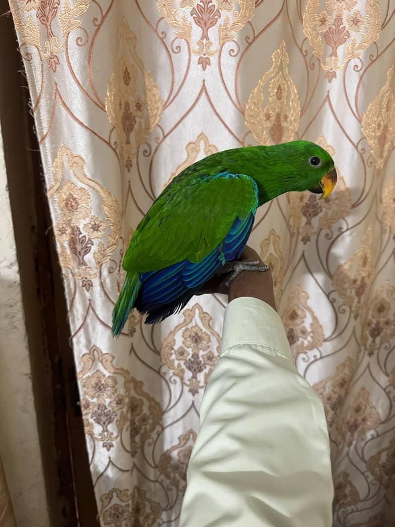 Eclectus 0