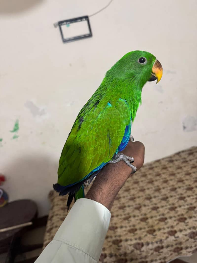 Eclectus 1