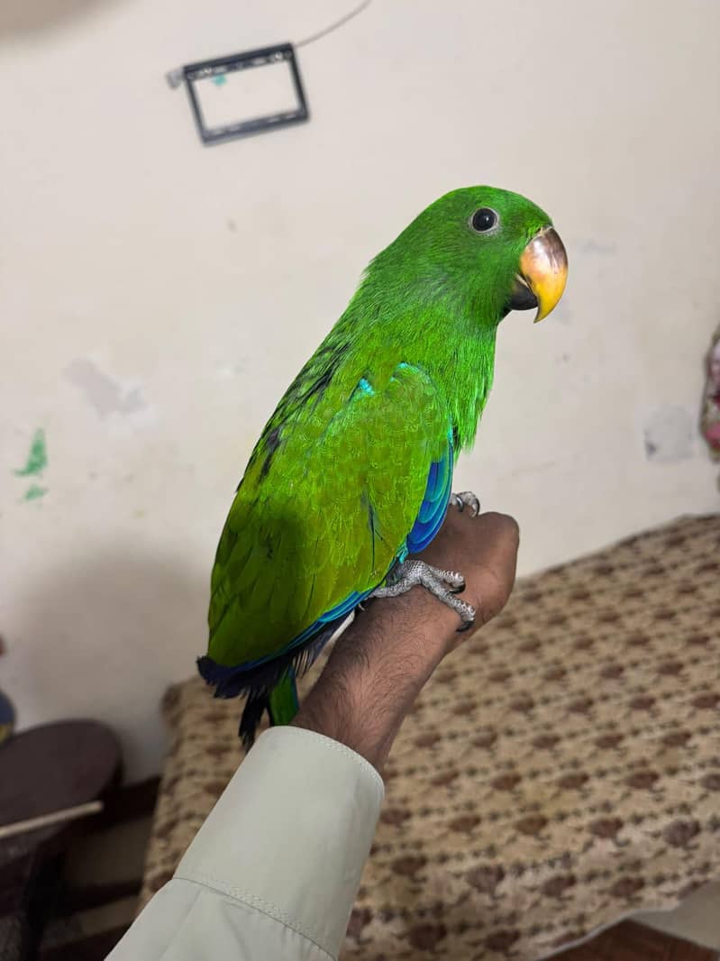 Eclectus 2