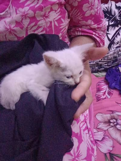 Blue eyes Persian Kitten