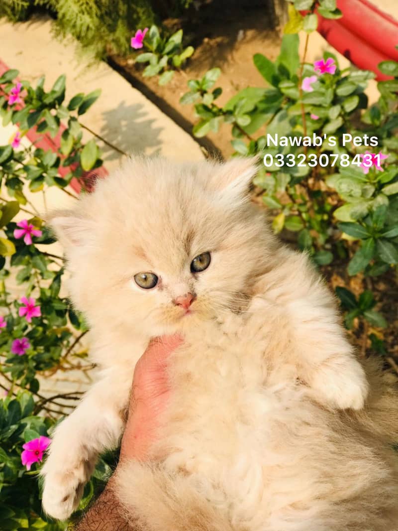 Munchkin Kittens 0
