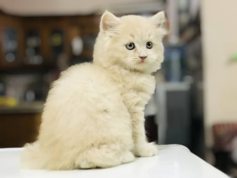Munchkin Kittens 1