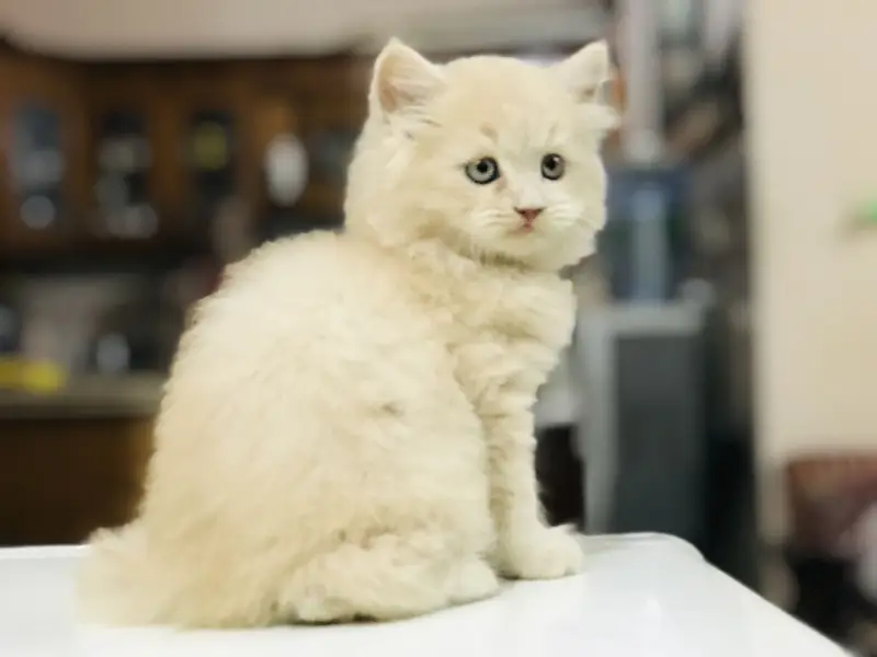 Munchkin Kittens — photo 2