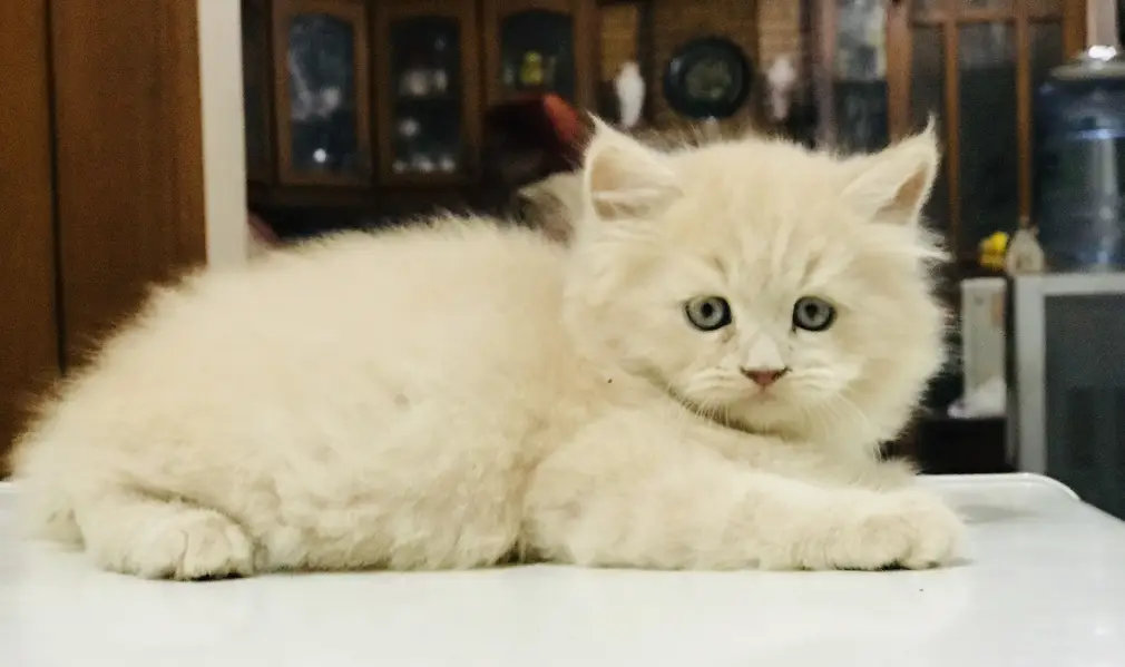 Munchkin Kittens — photo 3