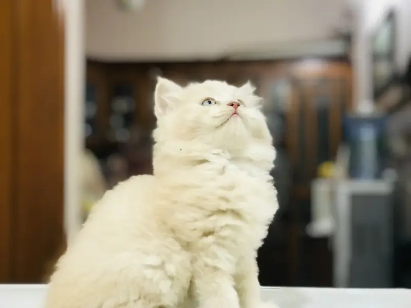 Munchkin Kittens — photo 5