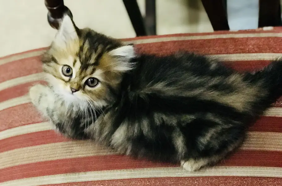 Munchkin Kittens — photo 6