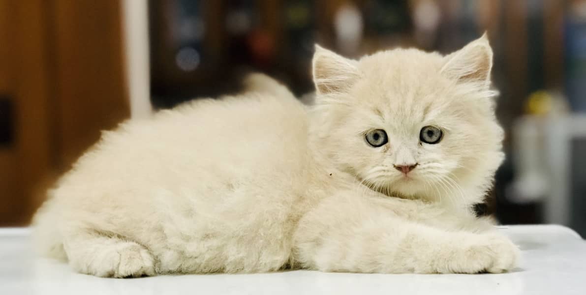 Munchkin Kittens 8