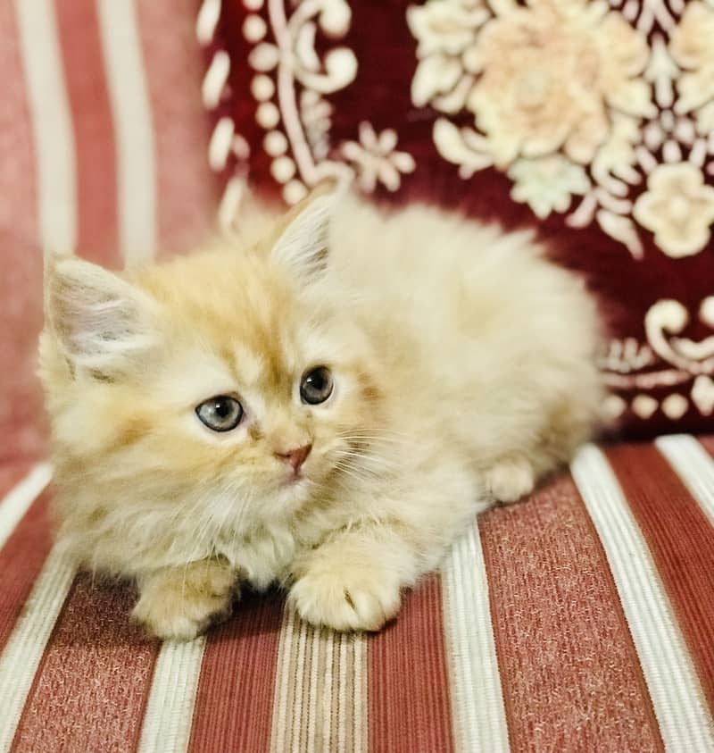Munchkin Kittens 9