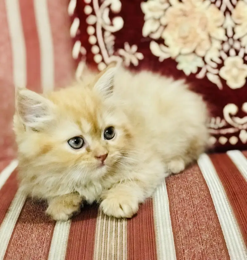 Munchkin Kittens — photo 10