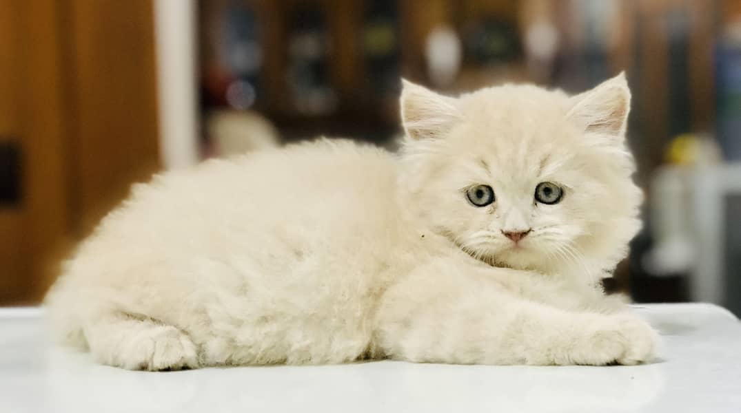 Munchkin Kittens 11