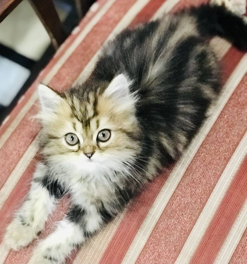 Munchkin Kittens 12