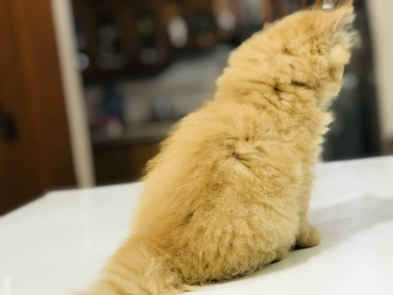 Munchkin Kittens 14
