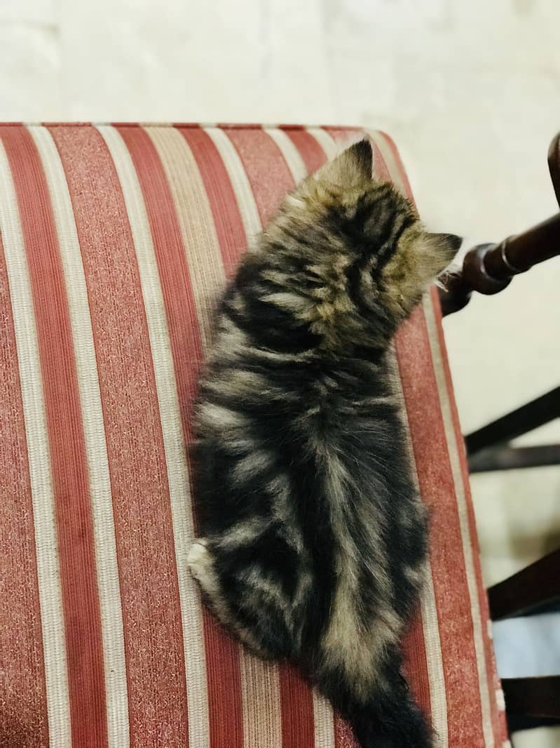 Munchkin Kittens 15