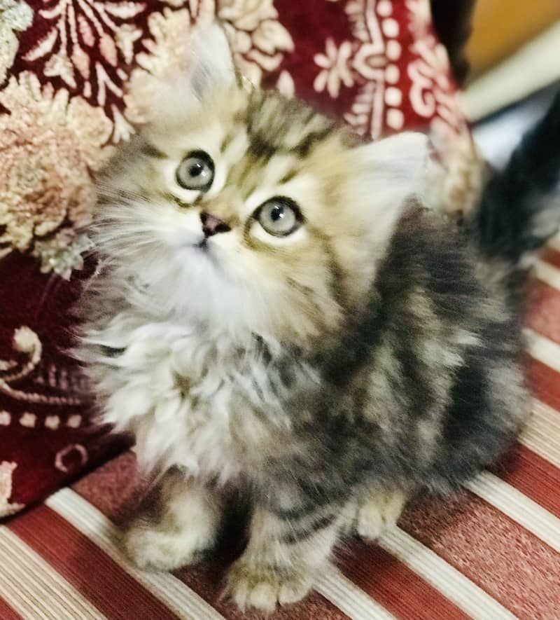 Munchkin Kittens 18