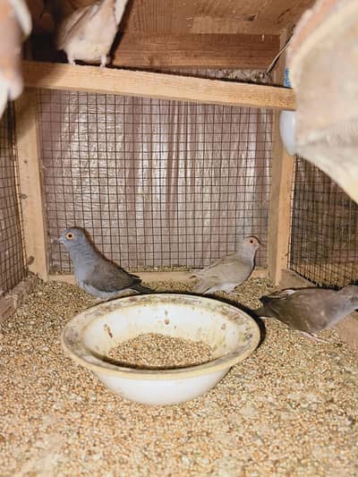 Breader Dove for sale