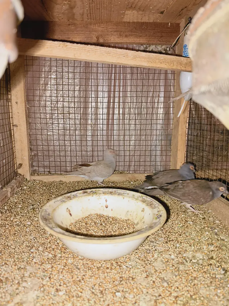 Breader Dove for sale — photo 2