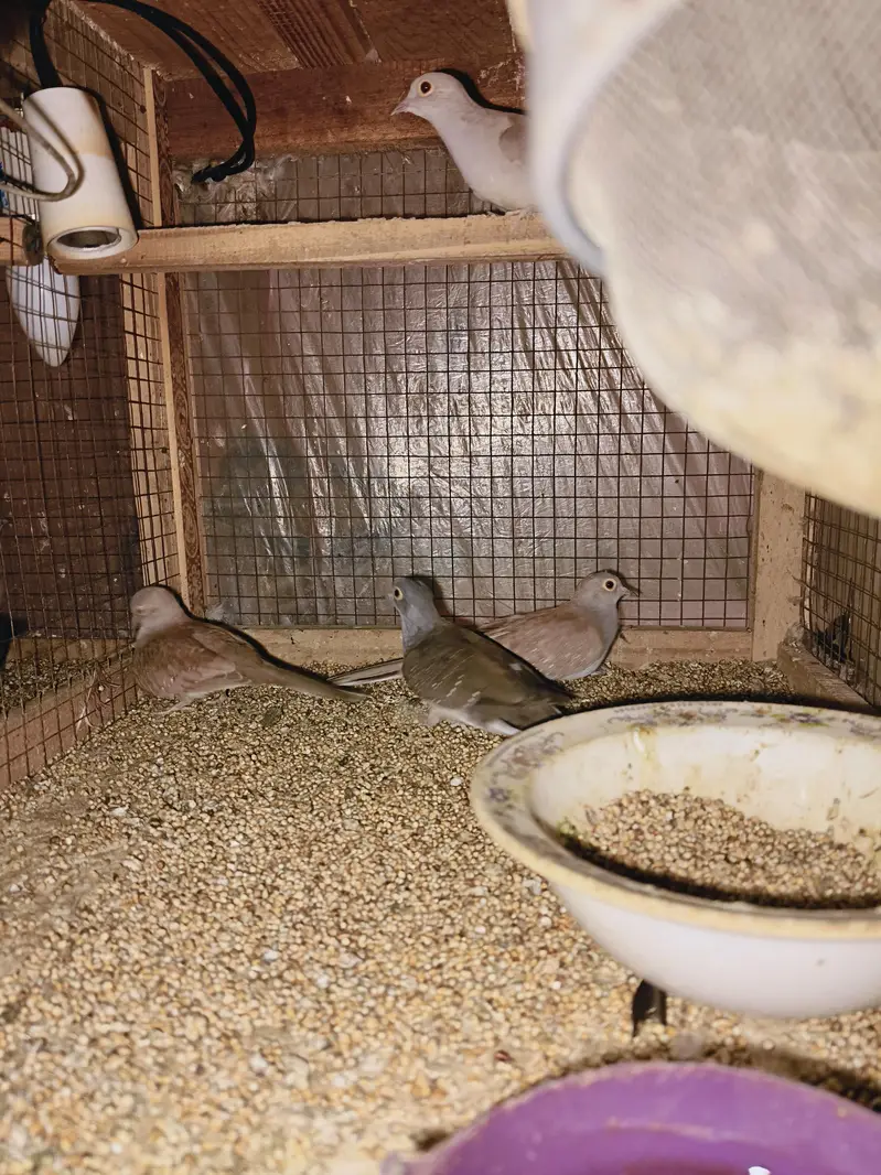 Breader Dove for sale — photo 3