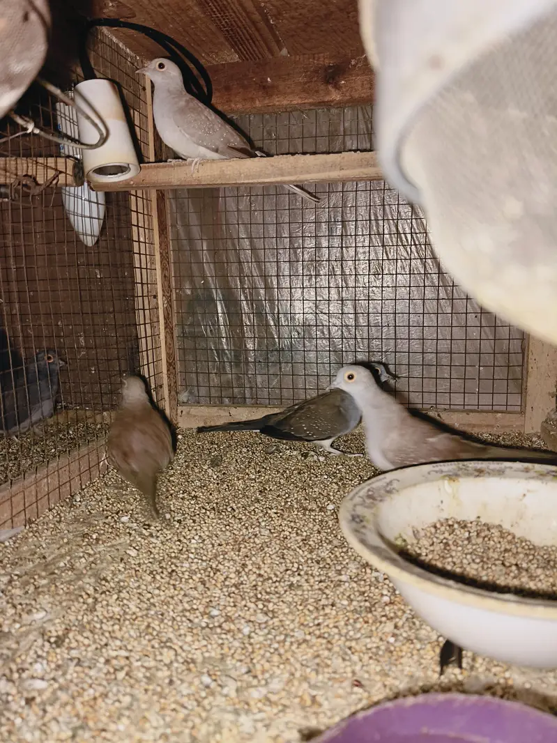 Breader Dove for sale — photo 4