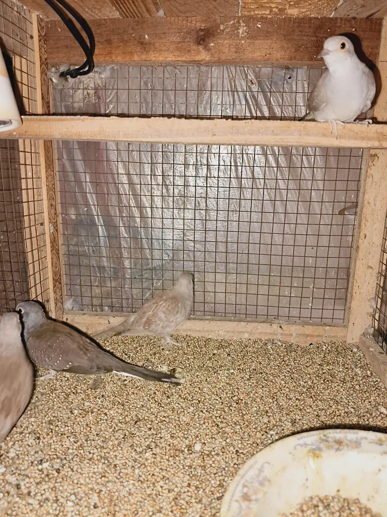 Breader Dove for sale — photo 5