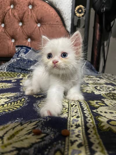 Pure Persian kitten Available