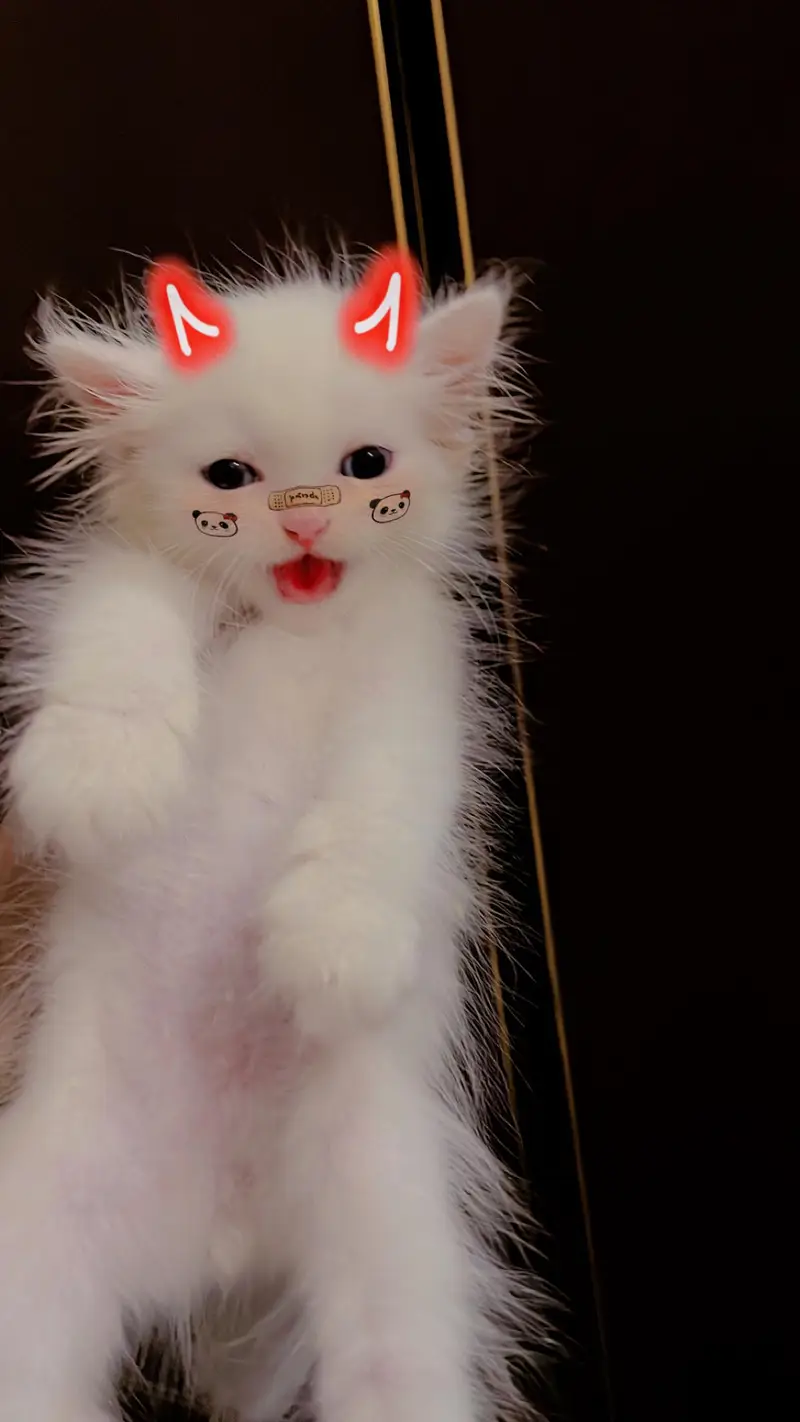 Pure Persian kitten Available — photo 2