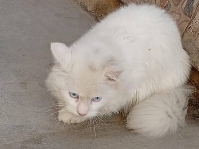 persian cat