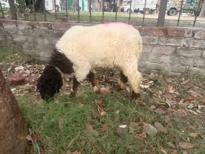 Urgent sale Lahore