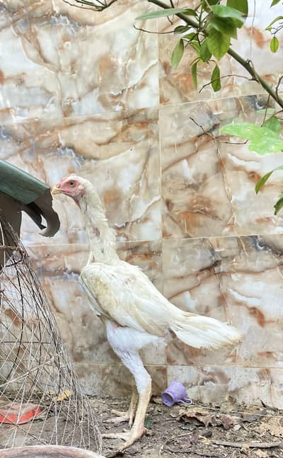 SHAMO MALE HIGH QUALITY BIRD
