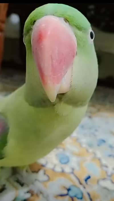 raw parrot very active