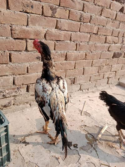 Aseel pair 03066936885