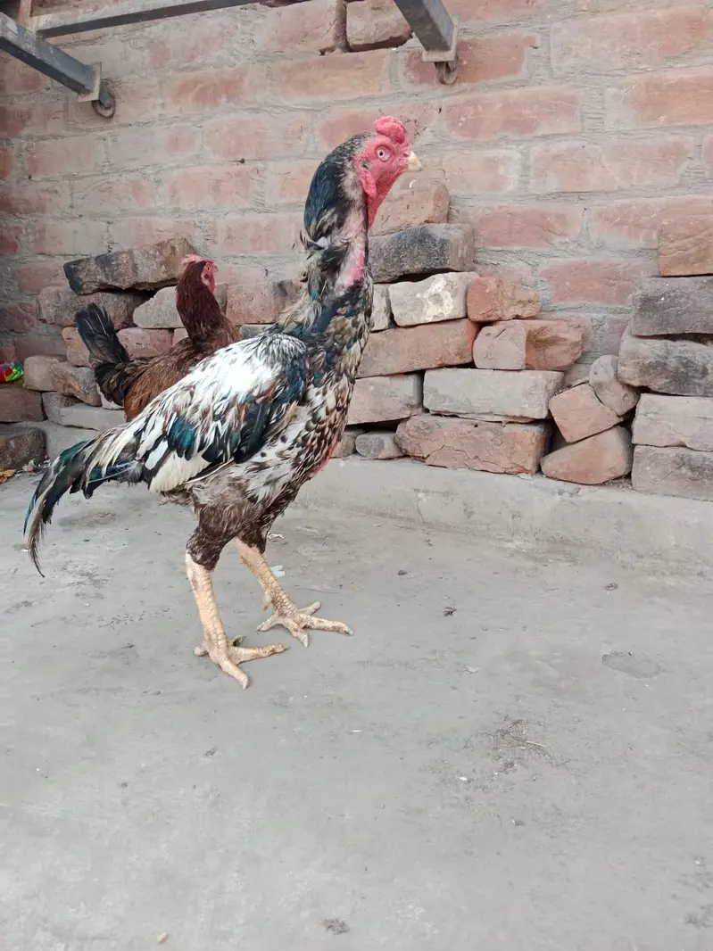 Aseel pair 03066936885 — photo 2