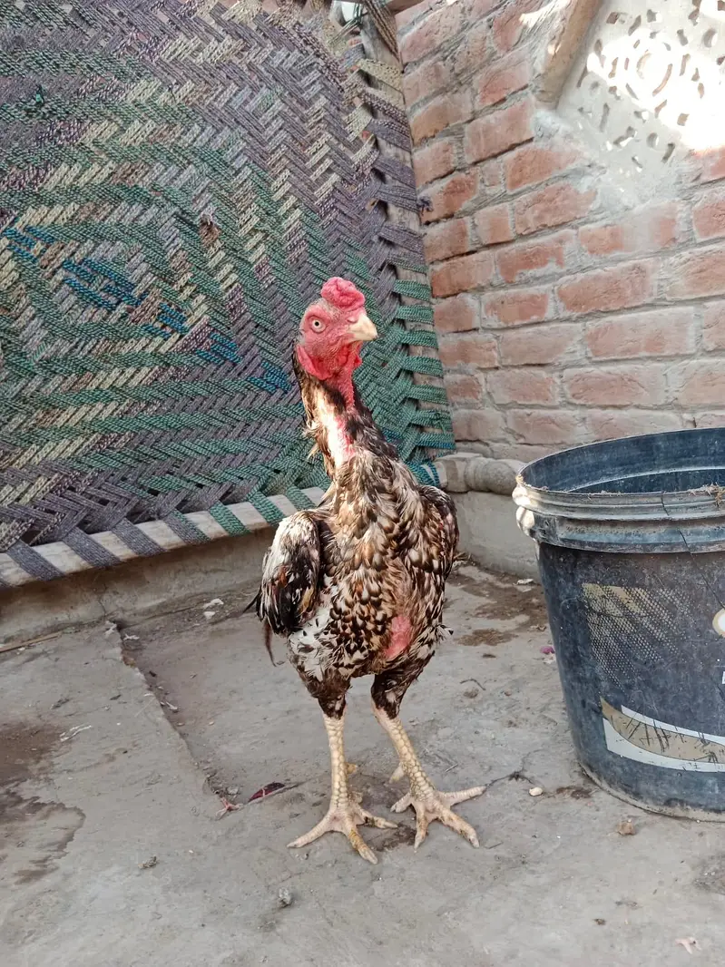 Aseel pair 03066936885 — photo 3