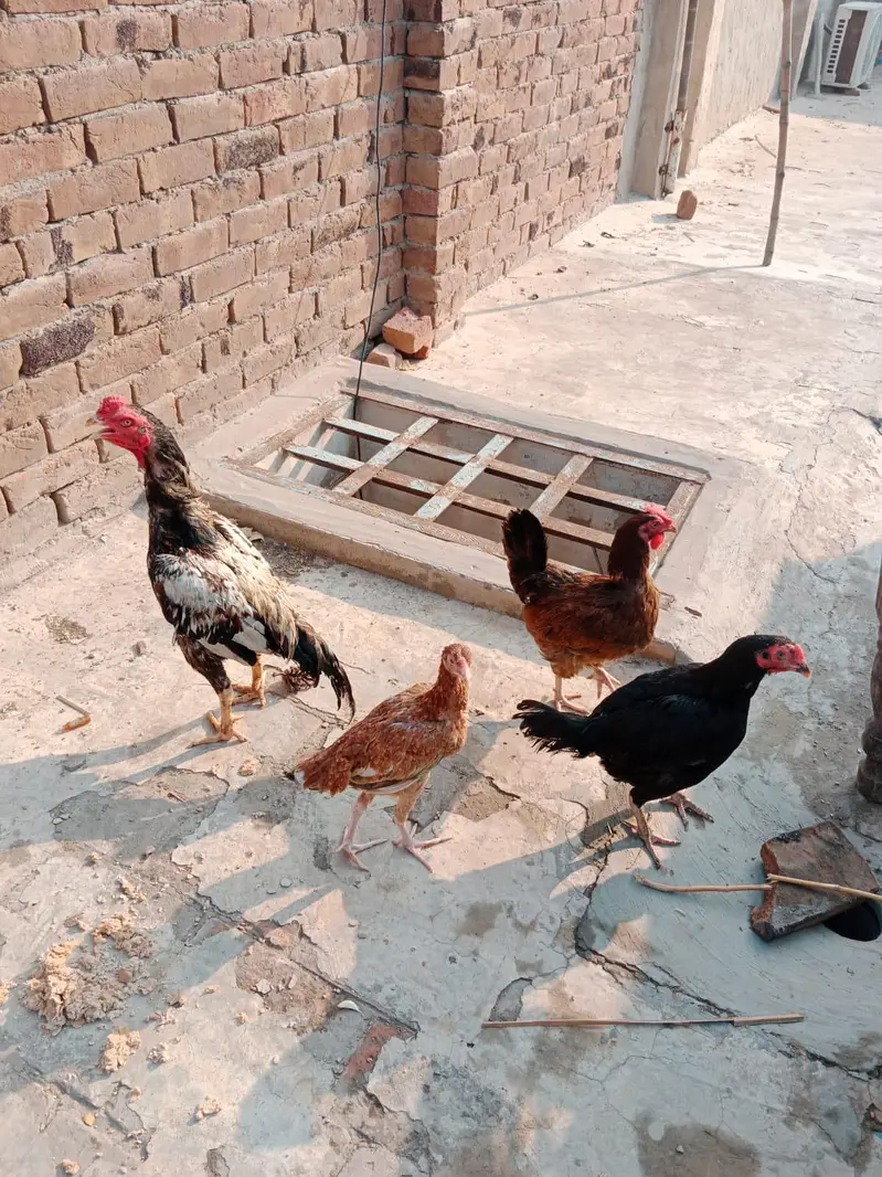 Aseel pair 03066936885 — photo 5