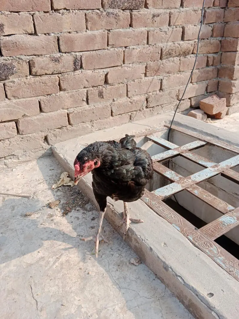 Aseel pair 03066936885 — photo 6