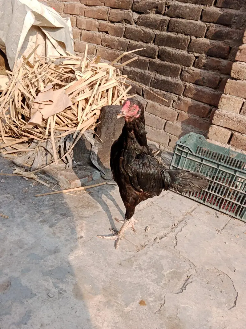 Aseel pair 03066936885 — photo 7