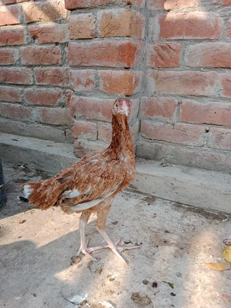 Aseel pair 03066936885 — photo 9