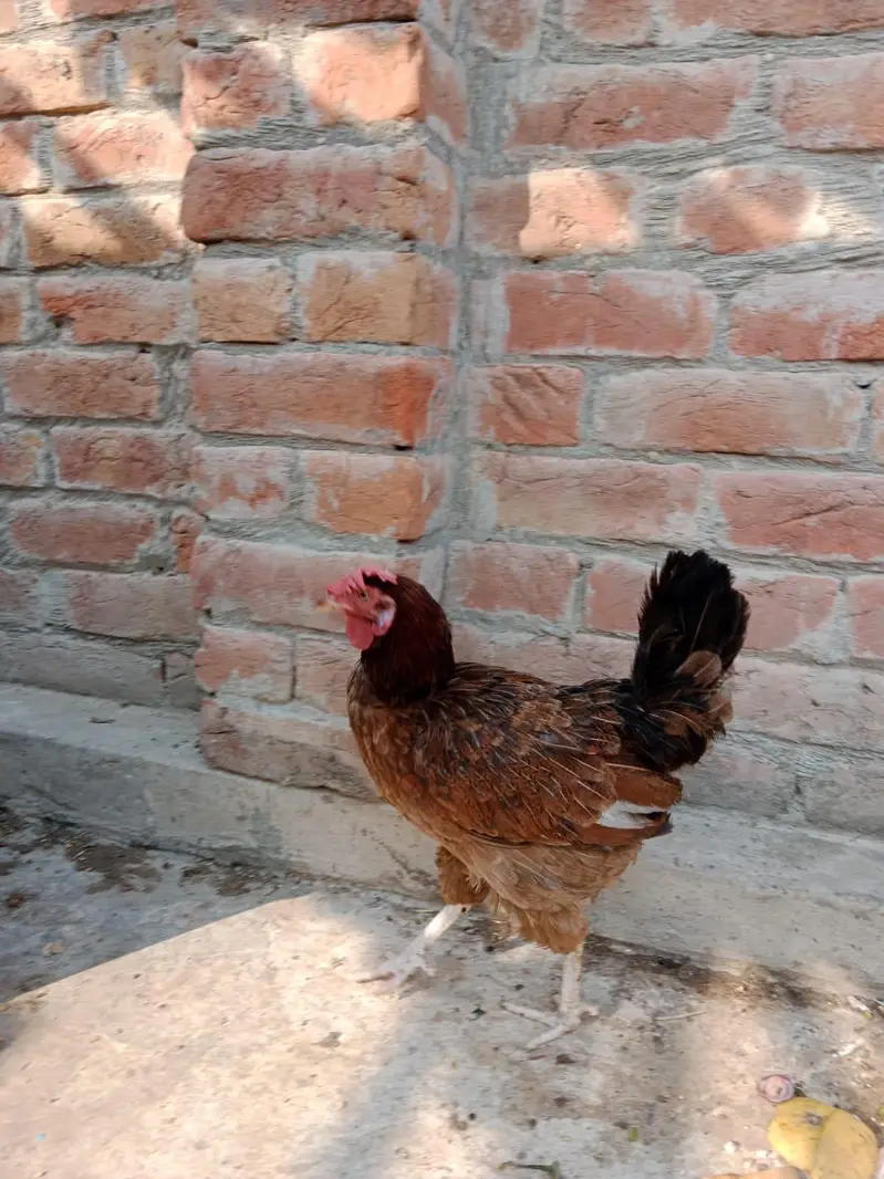 Aseel pair 03066936885 — photo 10