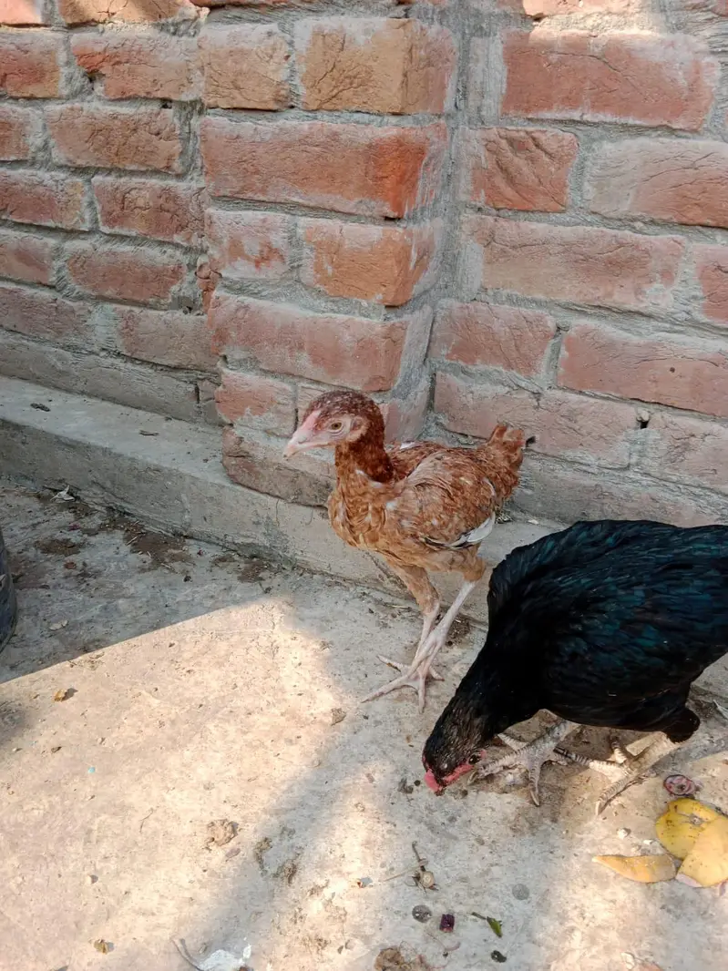 Aseel pair 03066936885 — photo 11