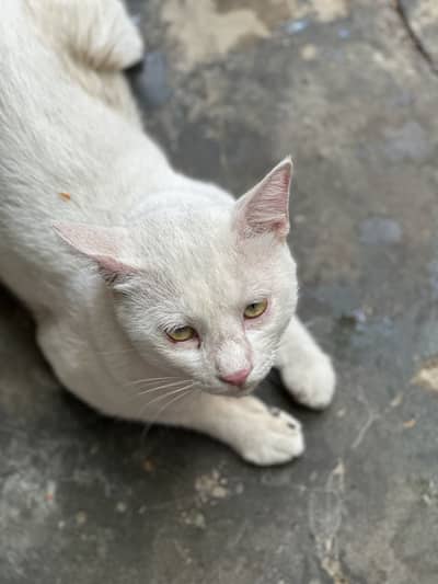 We have a cats for