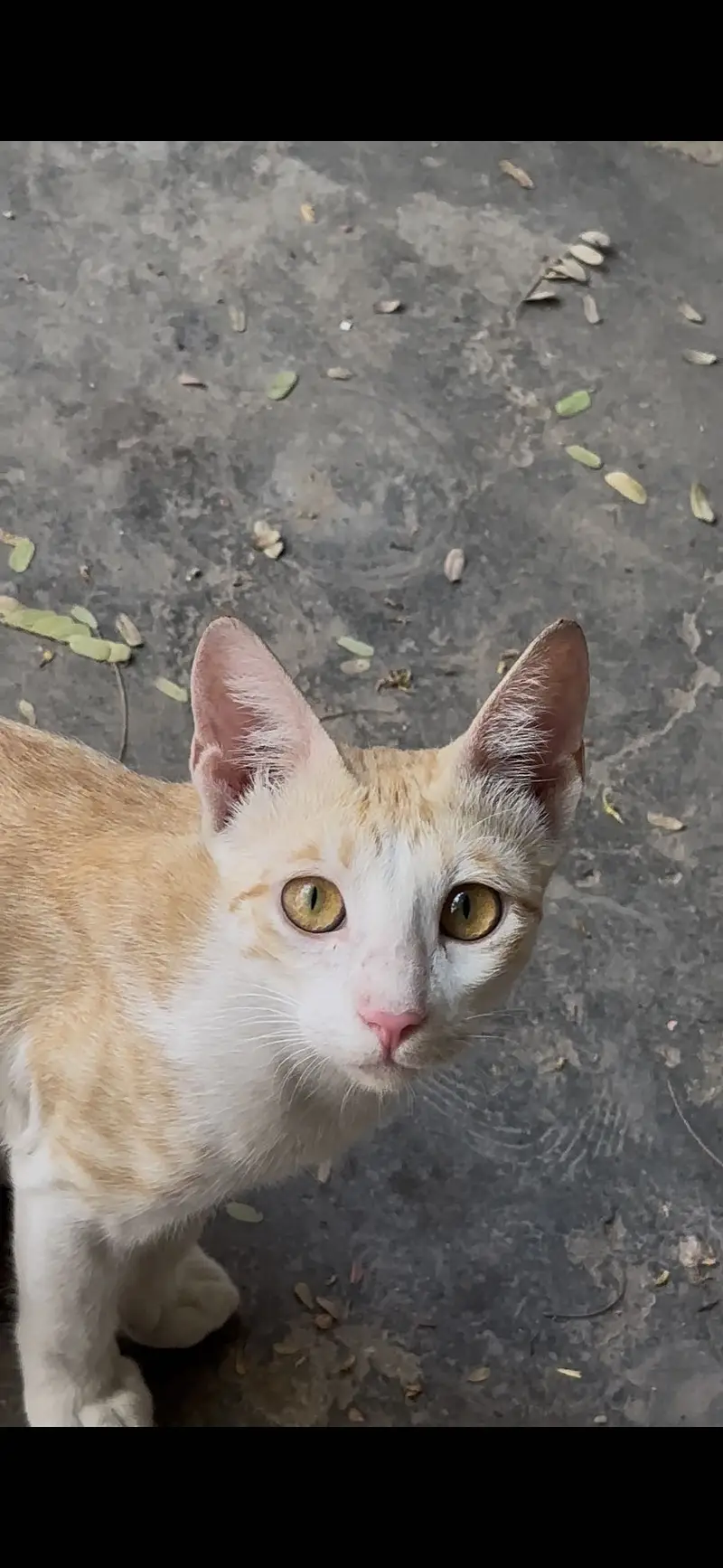 We have a cats for — photo 2