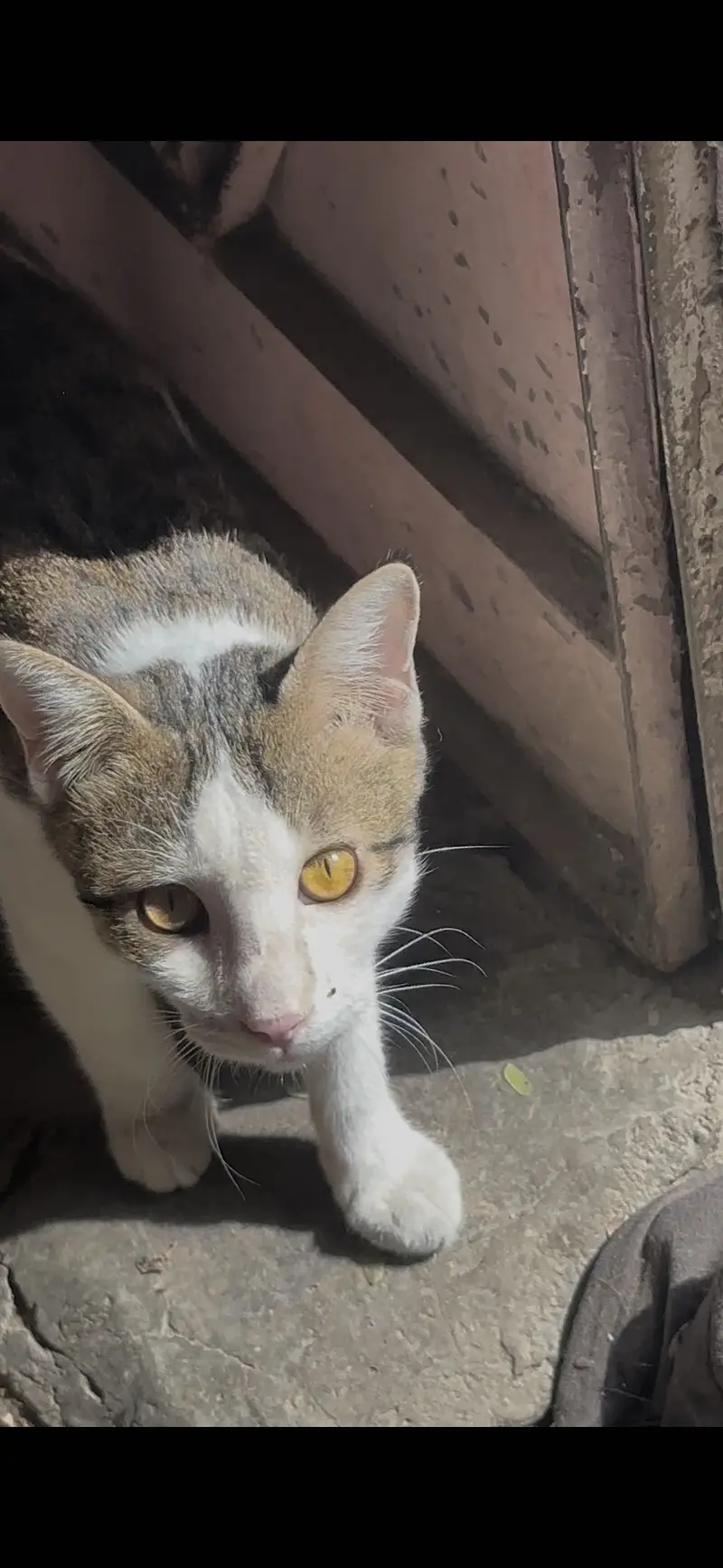We have a cats for — photo 3